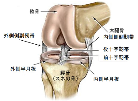 膝関節疾患の治療 前十字靭帯損傷